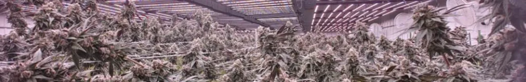 Led horticultural lighting