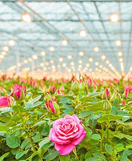 grow light for flowers