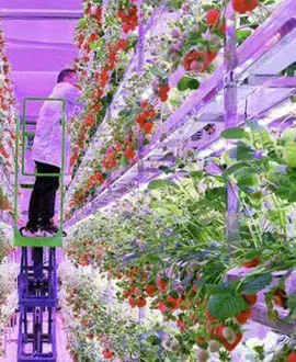 grow light for strawberry vertical farming