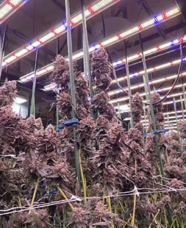 grow light for weeds