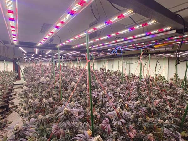 1000w for greenhouse