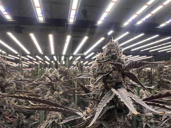 1000w led grow lights for indoor garden in usa