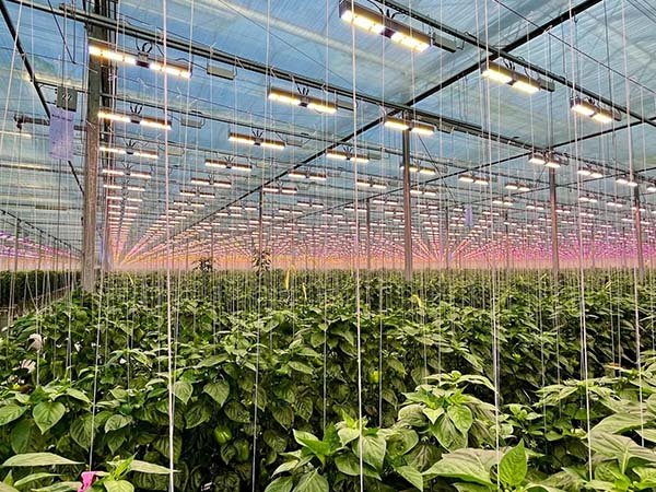 300w grow light for indoor plants