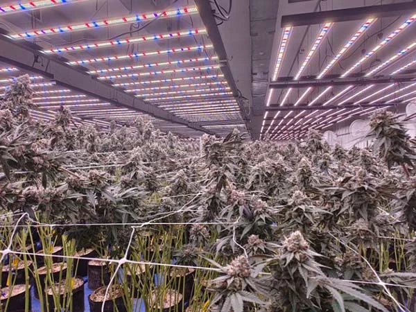 4x6ft 1000w for greenhouse in usa