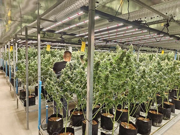 800w led grow lights for marijuana