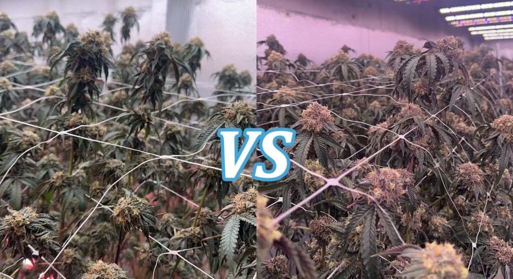 Commercial cannabis yield gap