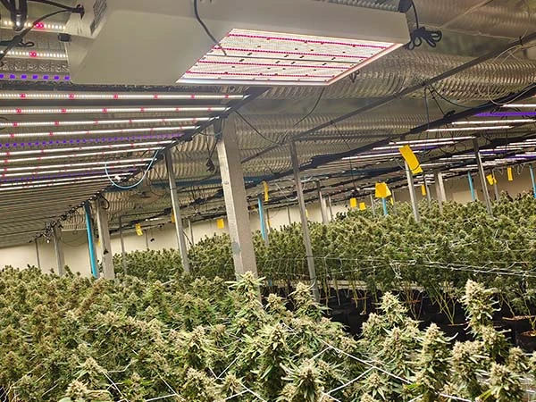 Gavita 1930e grow lights application with 800w