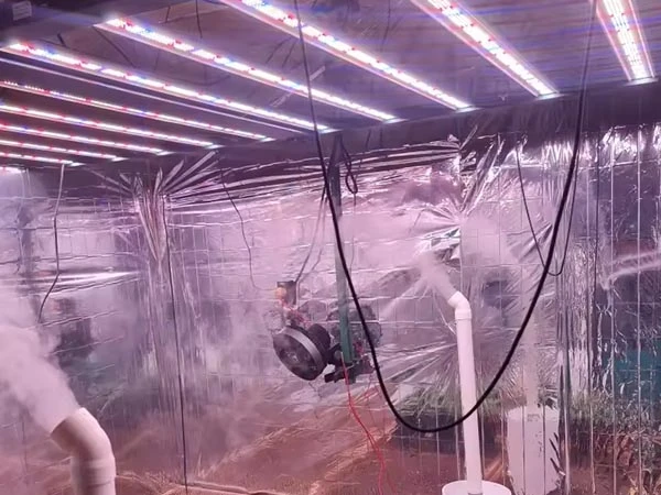 big light for home growing