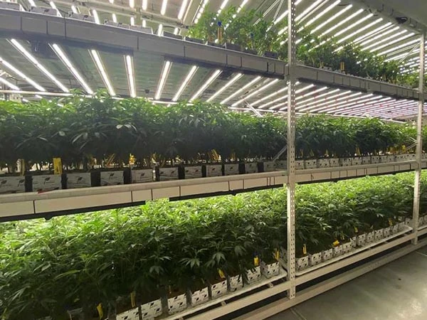 commercial vertical growing