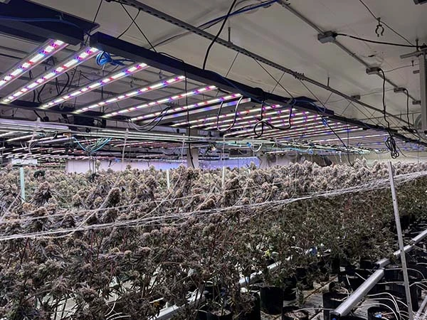 dual channel led grow lights for indoor growing