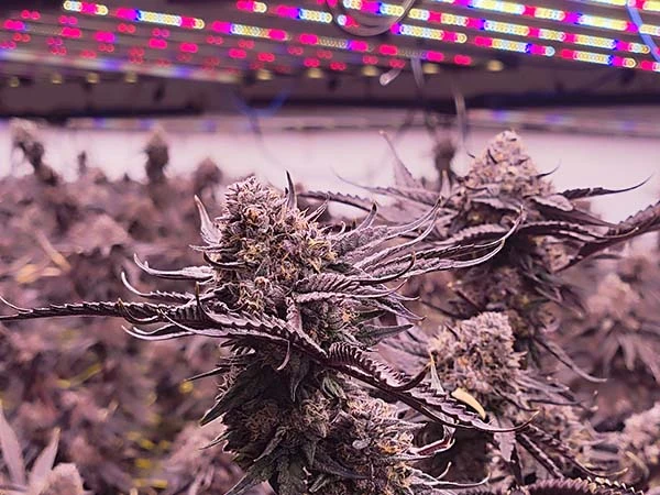 full spectrum grow light for big buds