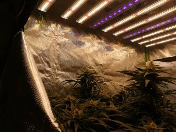 grow light with UV IR for homw grow