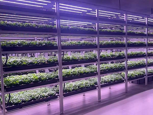 grow tube for lettuce