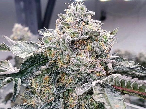 hobbists growing test with sltmaks grow lights