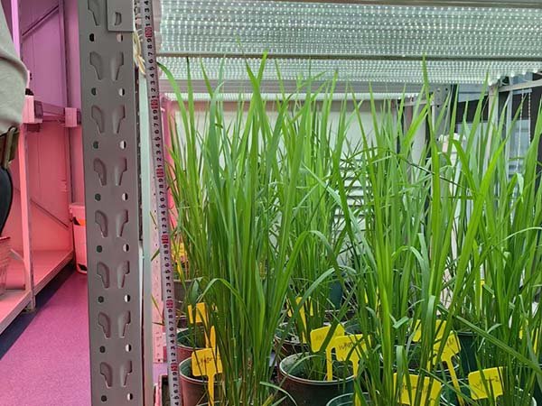 indoor rice growing test