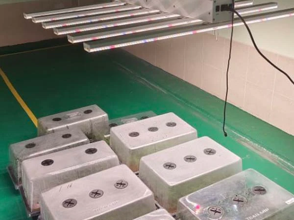 led grow light for home seedlings