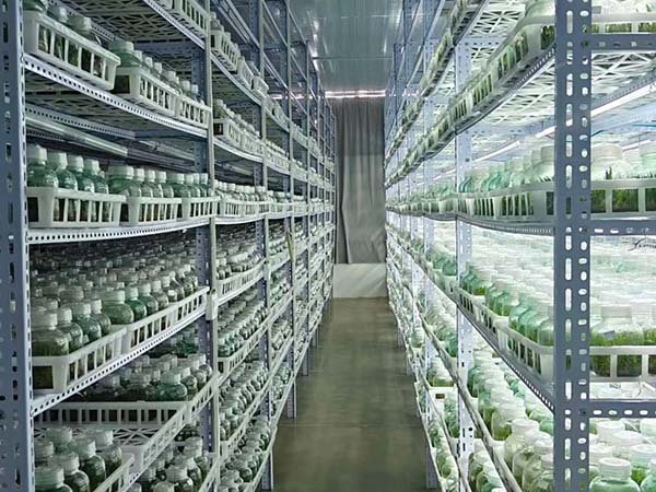 led grow light for hymenocallis