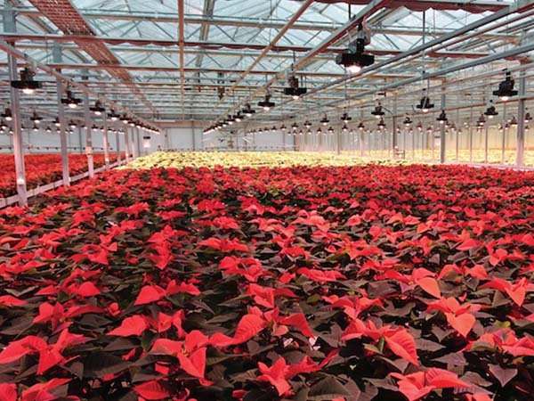 led grow light for indoor flowers agriculture