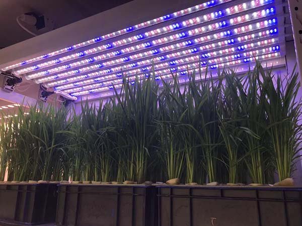 led grow light for rice