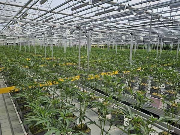 linear grow light for hemp growing