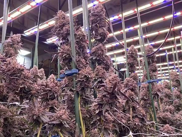 sltmaks 4x6ft 1000w for marijuana