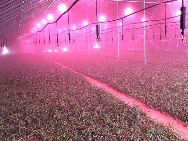 supplemental grow light