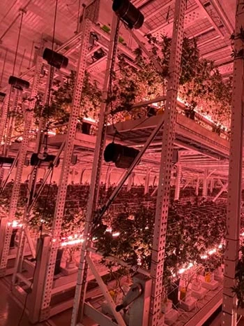 under canopy grow light application