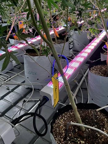 under canopy led grow light 120w application