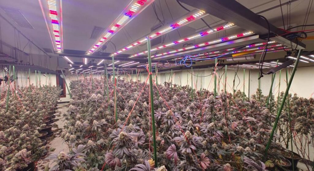 Where to buy energy efficient grow lights online