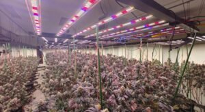 Where to buy energy efficient grow lights online