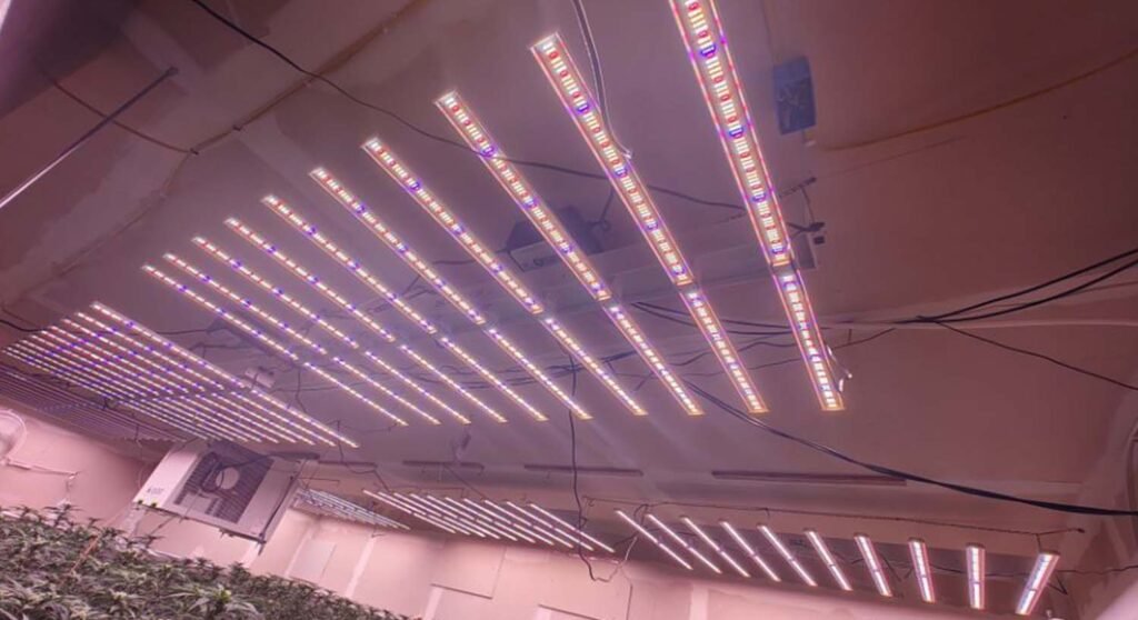 full spectrum grow light vs led grow light