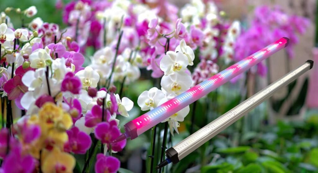 grow light for orchid