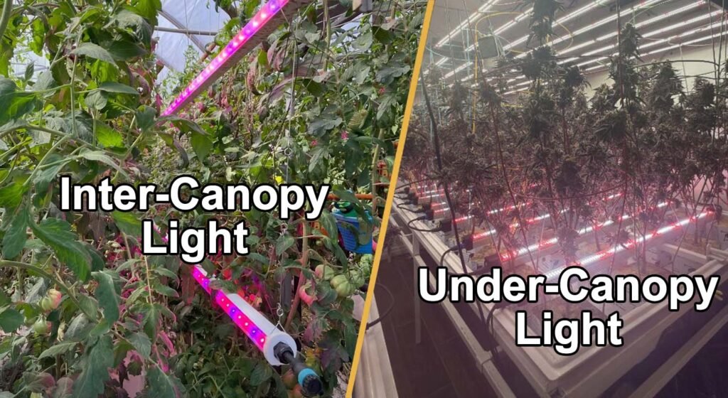 inter canopy light vs under canopy led grow light