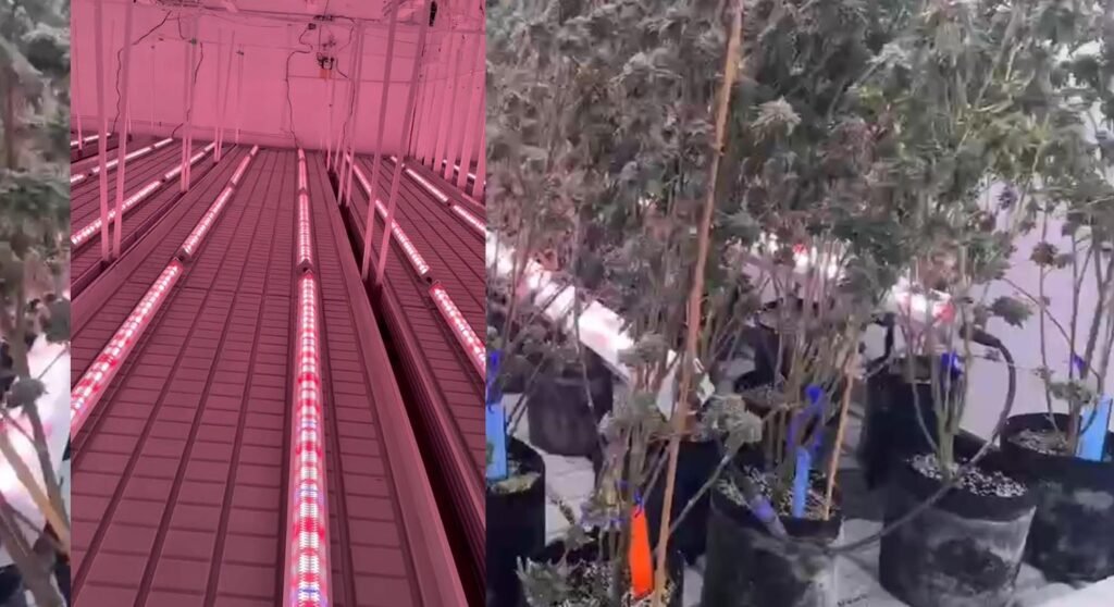 best under canopy grow lights