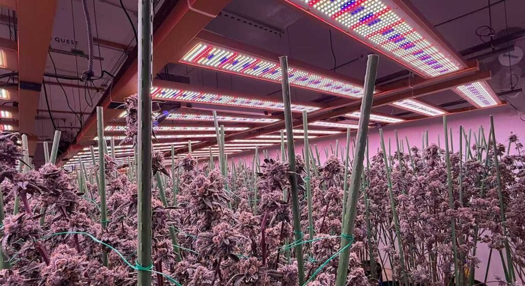 grow light & UV IR